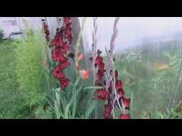 Цветы жизни, ворота в вечность