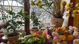 Снегопад в Подмосковье нежданно негаданно. Укрыла почти всё. Первый снег. Незаконченные дела на даче