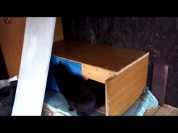 Бещщимья Грибы, Топинамбур, Кошачьи Хоромы, Да Мысли